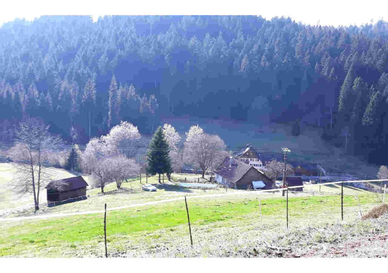 Ferienhaus Schwarzwald Seewald Erzgrube Badesee 100% Natur Exterior photo